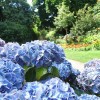 Gradina din plante decorative albastre