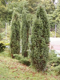 Juniperus Communis. Sursa:about-garden.com