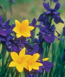 Hemerocallis cv. si Iris