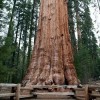 Sequoia - Arborele mamut