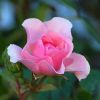 Trandafirul - caracteristici generale
