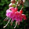 Fuchsia - Delicatii cercelusi