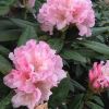 Azalee, rhododendron