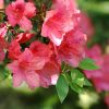 Specii de azalee si rododendroni