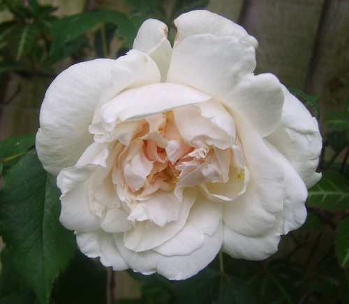Rosa madame alfred carriere