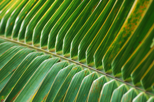 Frunza de palmier