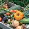Asocierea legumelor în grădină