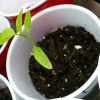 Cum sa plantezi seminte pentru rasaduri?