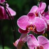 Bolile orhideelor