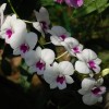 Daunatorii orhideelor (I)