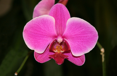 Orhidee Phalaenopsis hibrid