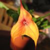 Orhideele Masdevallia