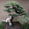 Ingrijirea bonsaiului