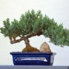Cand se scot bonsaii afara?