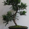 Schimbarea ghiveciului la bonsai