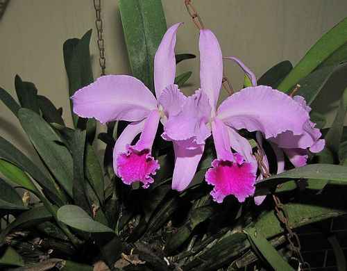Orhidee cattleya