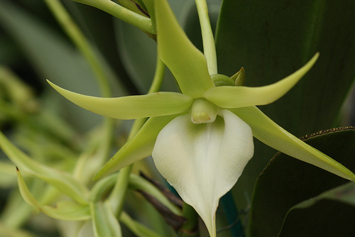 Orhidee Angraecum