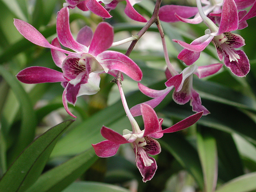 Grup de orhidee dendrobium