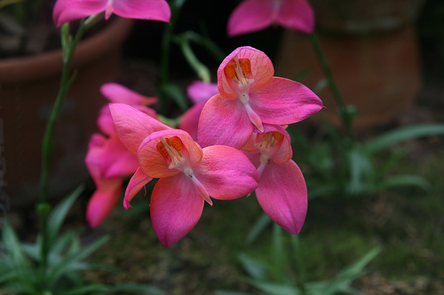 Orhidee Disa rosii