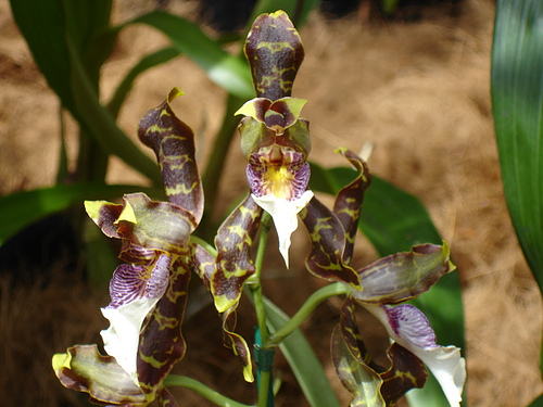 Orhidee Odontoglossum