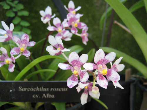 Orhide Sarcochilus