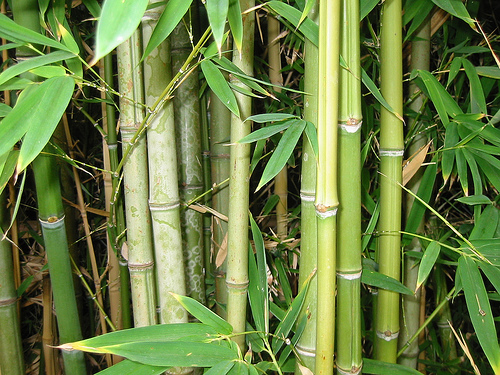 Tulpini si frunze de bambus