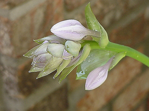 Floarea de Hosta