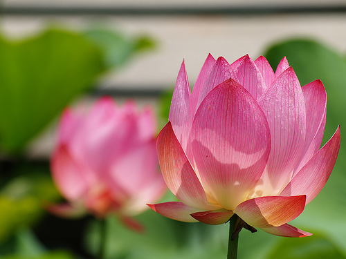 Floare de lotus 