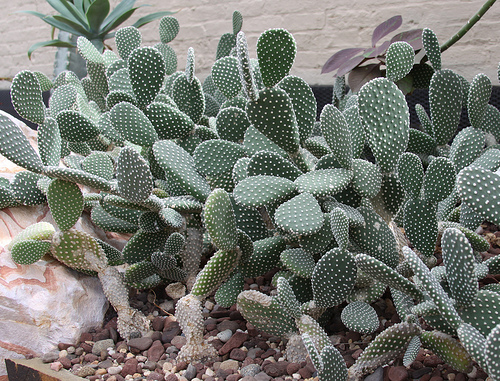 Cactusi Opuntia