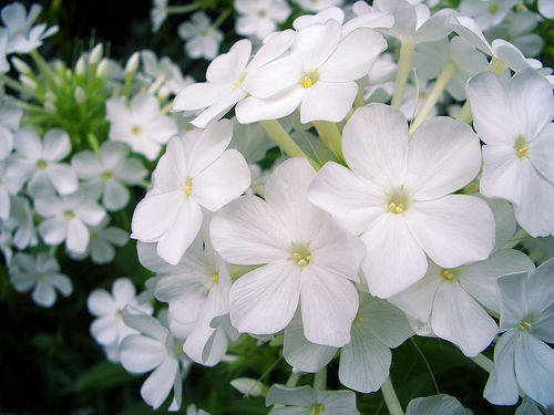 Flori phlox paniculata albe