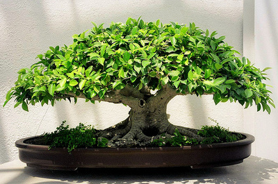 Beware Oh dear unforgivable Schimbarea ghiveciului la bonsai - Crestere si ingrijire