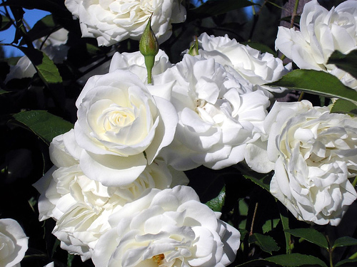 Buche natural de trandafiri albi