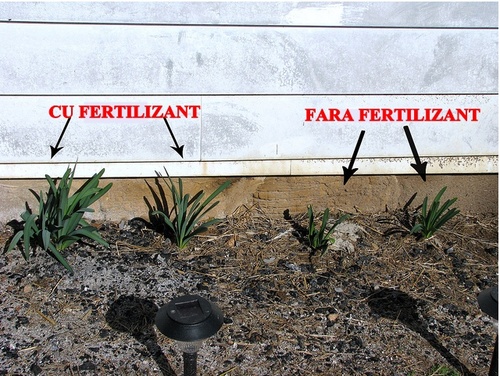 fertilizant