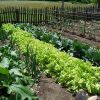Sfaturi pentru creşterea unei grădini de legume organice