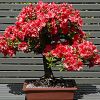 Cum se plantează un bonsai