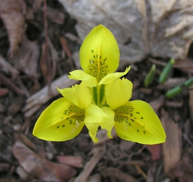 Iris galben