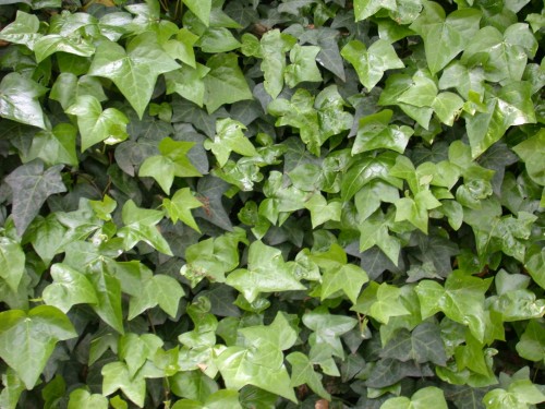 Iedera- Planta cu frunze veşnic verzi