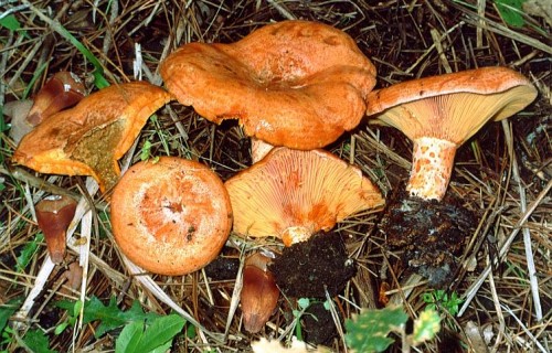 ciuperci roscove)