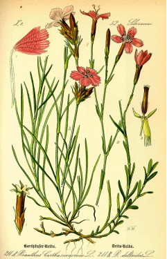 Garoafa (Dianthus)