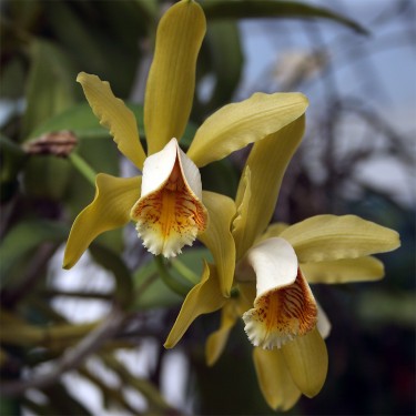 Cele mai frumoase orhidee