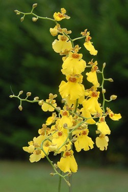 Cele mai frumoase orhidee