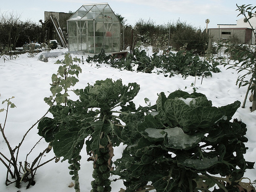 legume in gradina de iarna