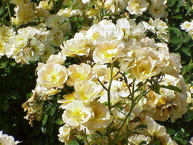 Trandafir Floribundas