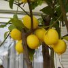 Cum se planteaza citricele in ghivece?
