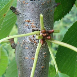 Choose Out of date turtle Altoirea pomilor fructiferi pentru incepatori - Ingrijirea pomilor  fructiferi