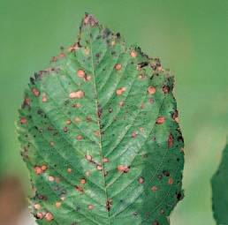 ciuruirea micotica a frunzelor
