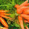 Morcovul - Daucus carota (II) - Despre utilizarea morcovului