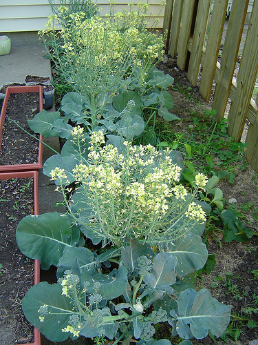 flori de broccoli