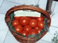 tomate buzau 1600
