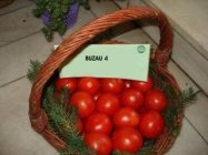 tomate buzau 4